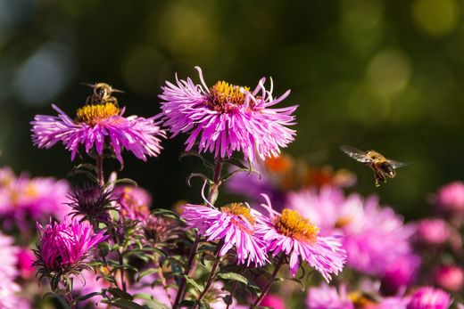 Beispielbild: rosa blühende Astern, eine Biene im Anflug