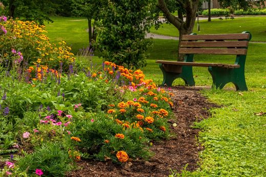 Beispielbild: frisch gemulchtes Beet mit orangefarbenen und gelben Sommerblumen an einer Rasenkante