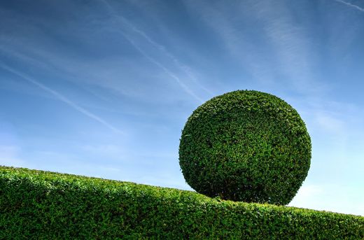 Beispielbild: Buchsbaumkugel im Formschnitt auf einer geschnittenen Hecke vor blauem Himmel