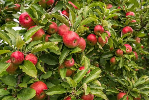 Beispielbild: tragender Apfelbaum mit reifen roten Früchten