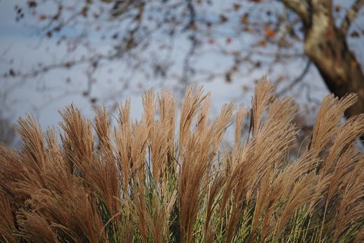 Beispielbild: Ziergräser in herbstlichem Samenstand im Gegenlicht