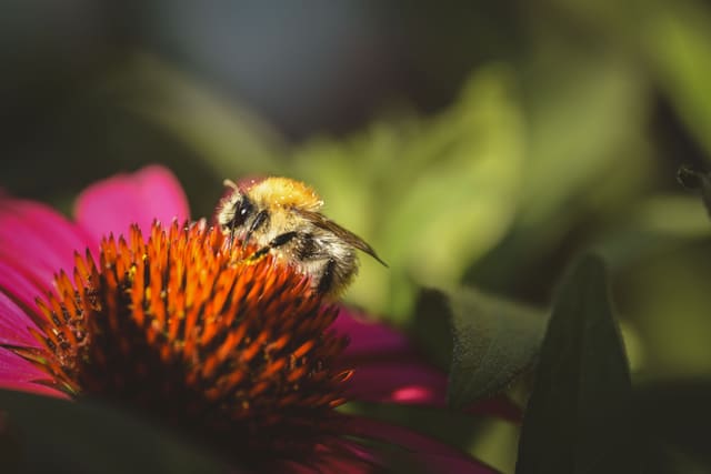 Beispielbild: Hummel auf einem Sonnenhut im warmen Gegenlicht