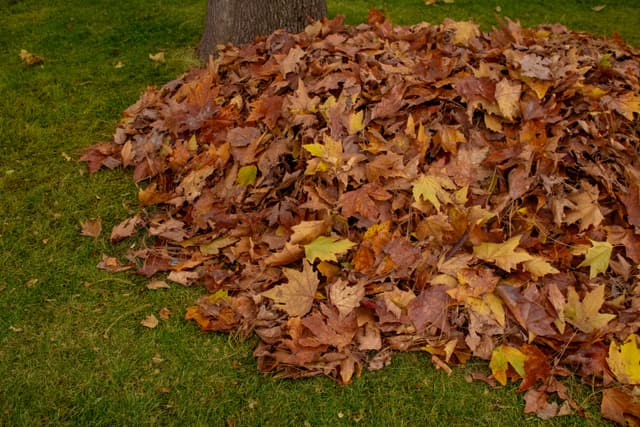Beispielbild: Herbstlaub auf einer Rasenfläche