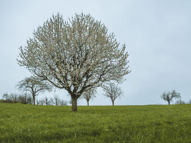Beispielbild: Obstbaum mit ausgelichteter Krone