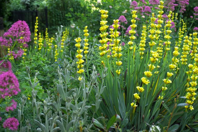 Beispielbild: Pflanzengemeinschaft aus Spornblume, Woll-Ziest und Iris