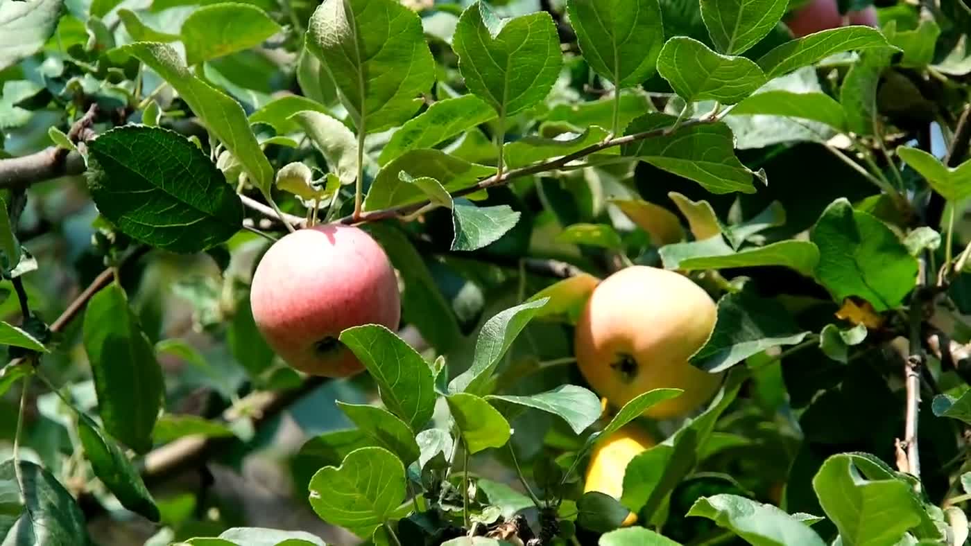 Obstbaum mit ausgelichteter Krone