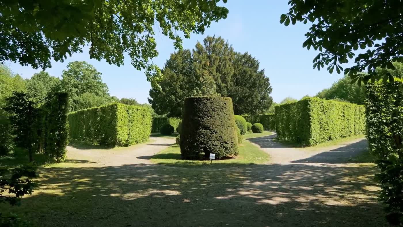 Sauber geschnittene Hainbuchenhecke mit gerader Kante